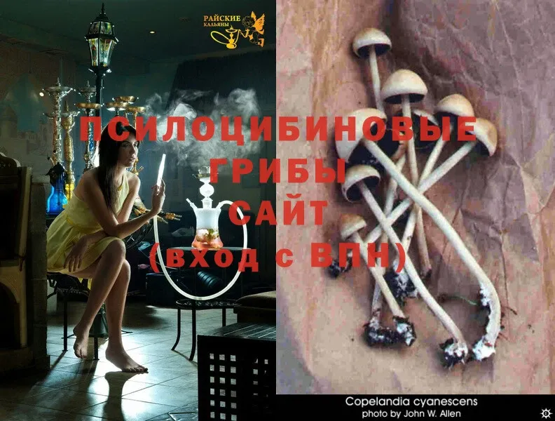 kraken tor  Саров  Галлюциногенные грибы Magic Shrooms 